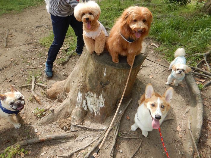 連載「こぐま犬てんすけ」