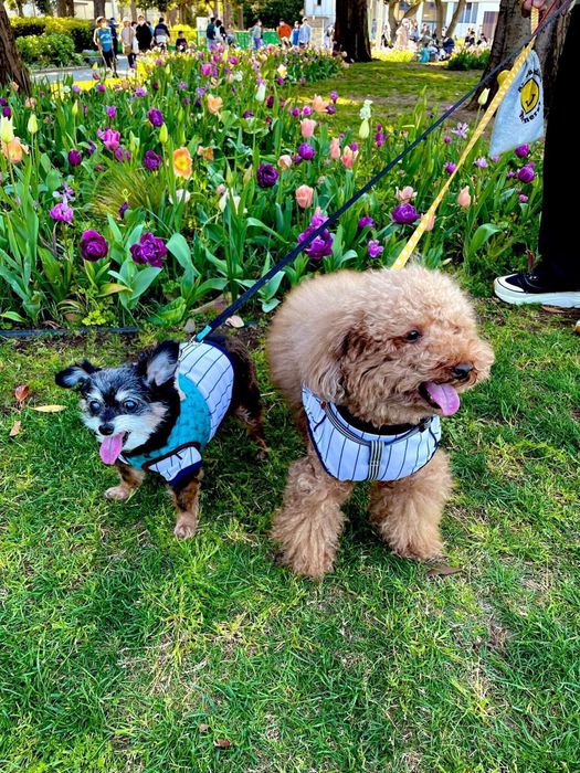 一緒にお散歩をする先住犬(写真:左)と犬(写真:右)