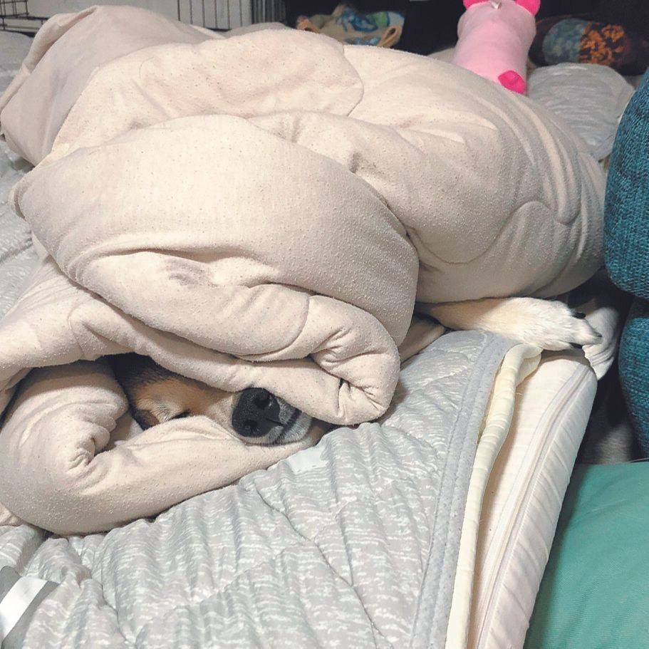 おこめくん（オス・６才／ 12.8㎏／ミックス）