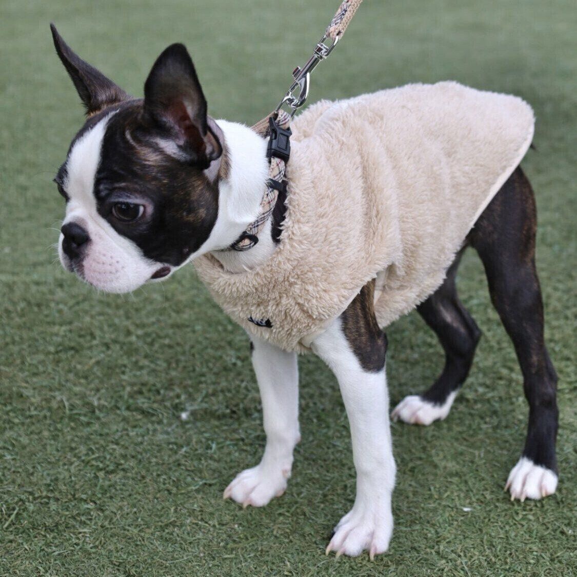 生後3カ月のチャビィくん　このときはまだ服のサイズに余裕がある