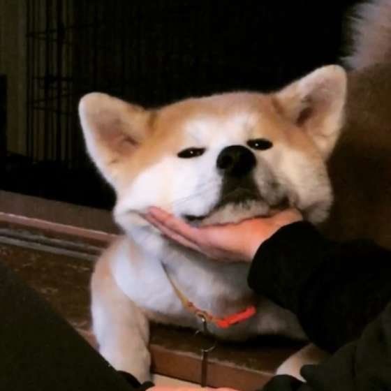 「大型犬との暮らし、大変だけど迎えて良かった！」飼い主達の体験談