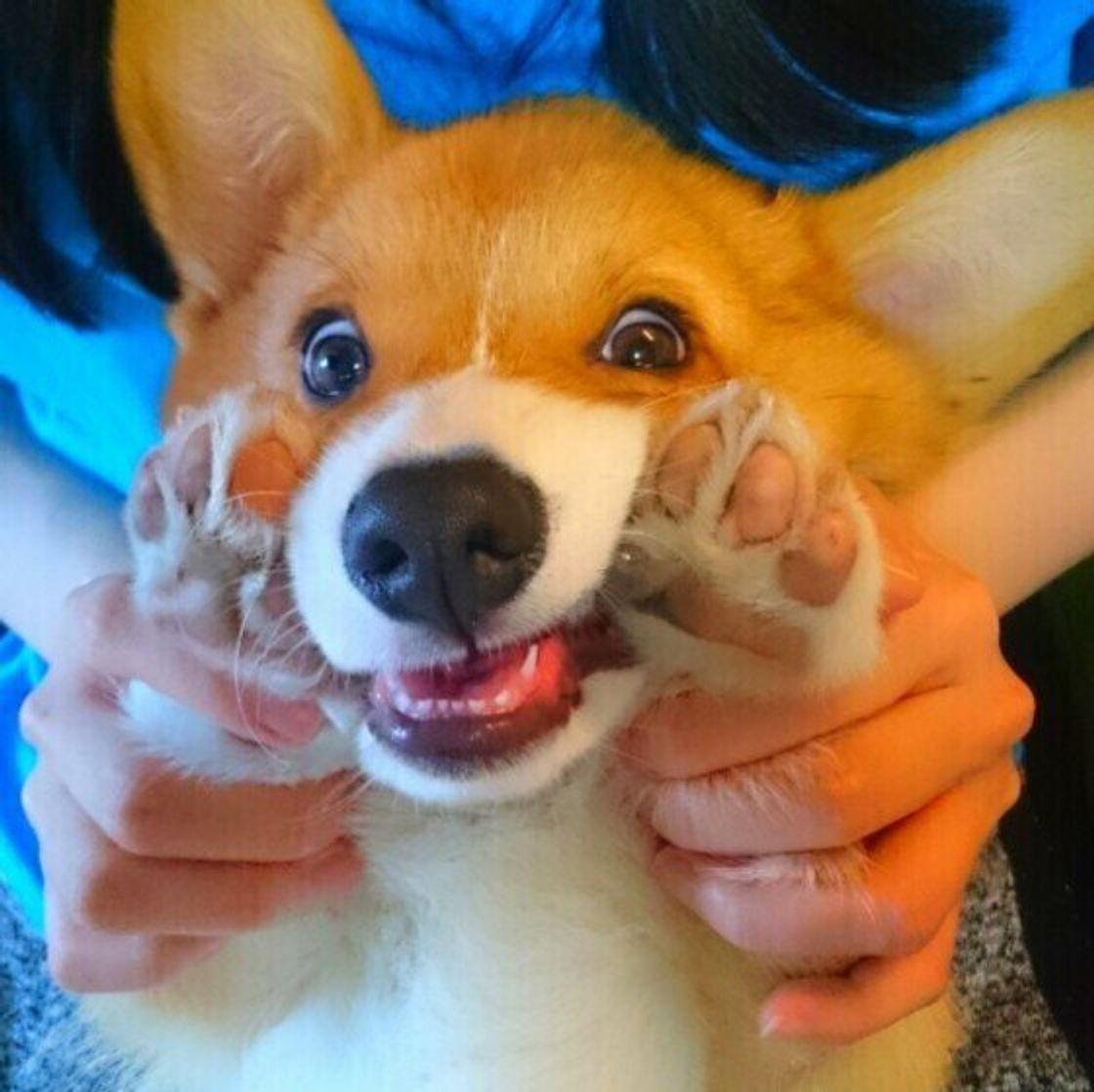 犬が 散歩嫌い になってしまう原因3つ 飼い主さんのng行為も要因に いぬのきもちweb Magazine 犬が 散歩嫌い になってしまう原因3つ 飼い主さんのng行為も要因に いぬのきもちweb Magazine