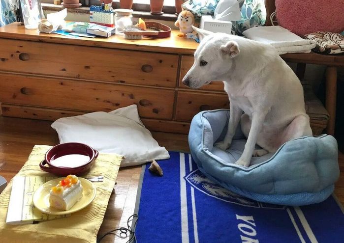 お迎え1周年のお祝いをする犬