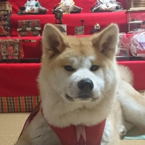 秋田犬の初節句