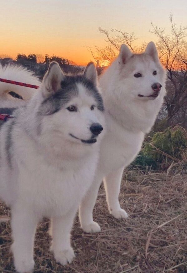 お散歩するフィスくんとグーちゃん