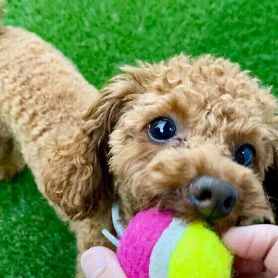 食べる、くわえる…犬は口をどのように使っている？ 犬の口の役割とは いぬのきもち