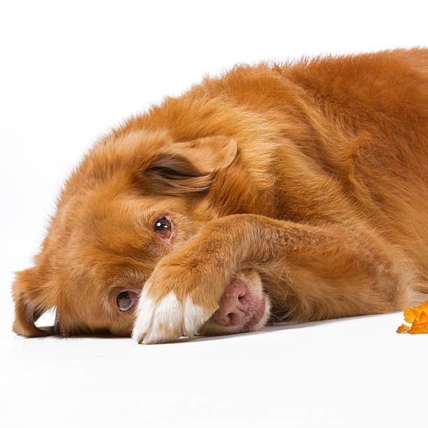 ノヴァ・スコシア・ダック・トーリング・レトリーバー