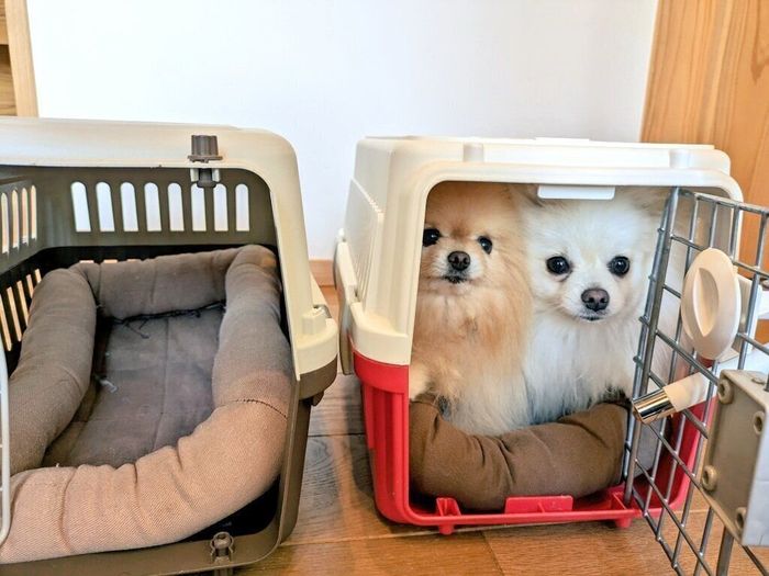 同じクレートに入るぽぽちちゃん、ぱぴちちゃん