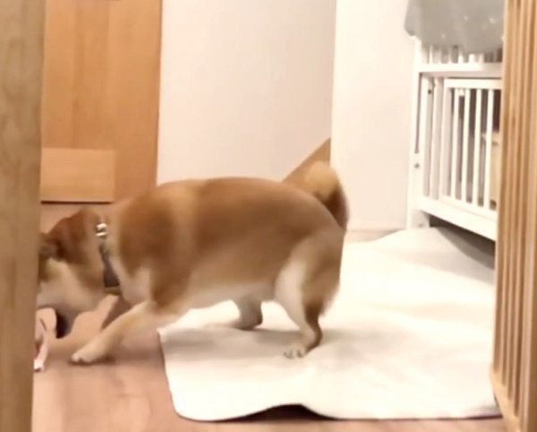 おもちゃをキャッチし損ねたこてつくん