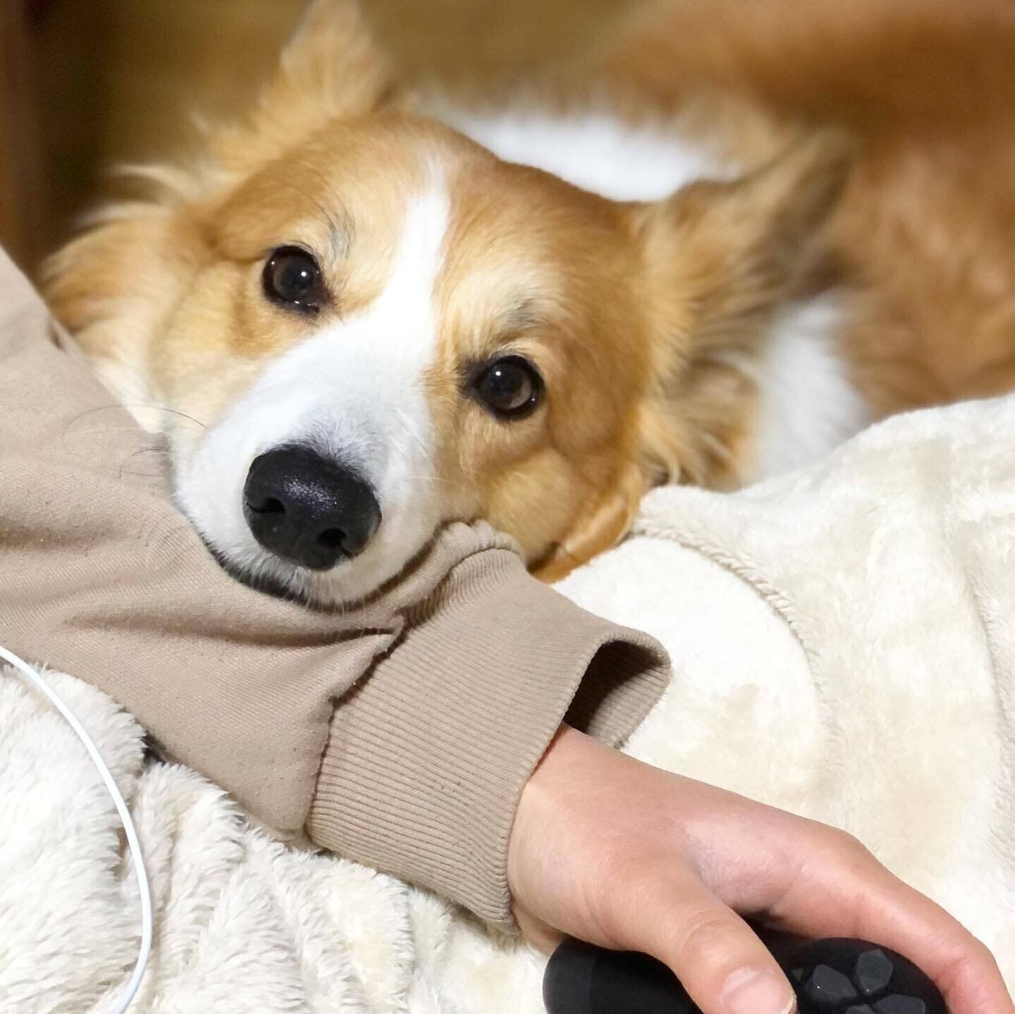 フラッフィーコーギーのぷりんちゃん