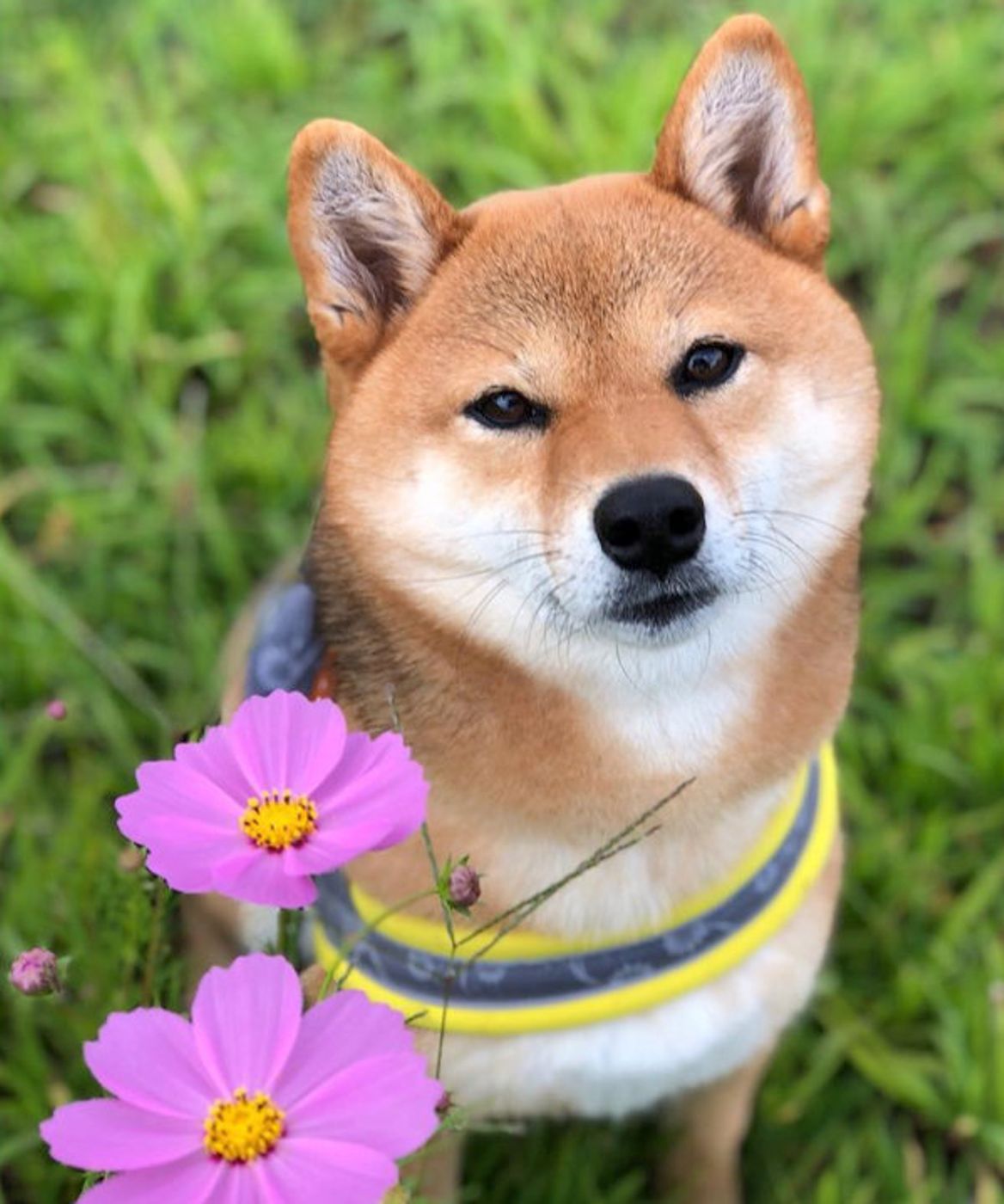 ギャップがスゴい おっさん化 しつつある柴ちゃんがおもしろすぎ いぬのきもちweb Magazine ギャップがスゴい おっさん化 しつつある柴ちゃんがおもしろすぎ いぬのきもちweb Magazine