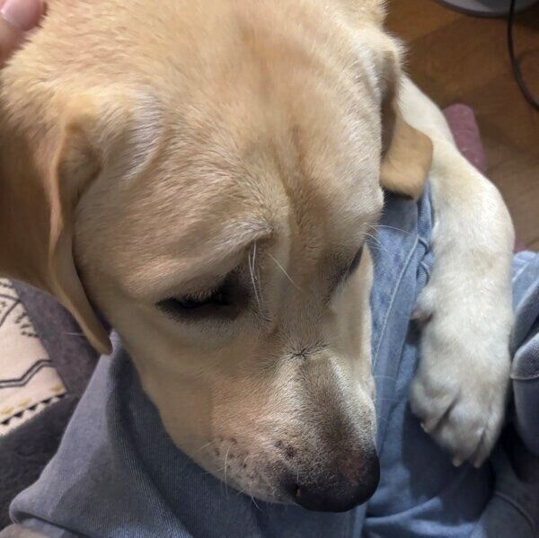 飼い主さんの膝を掴むノアくん