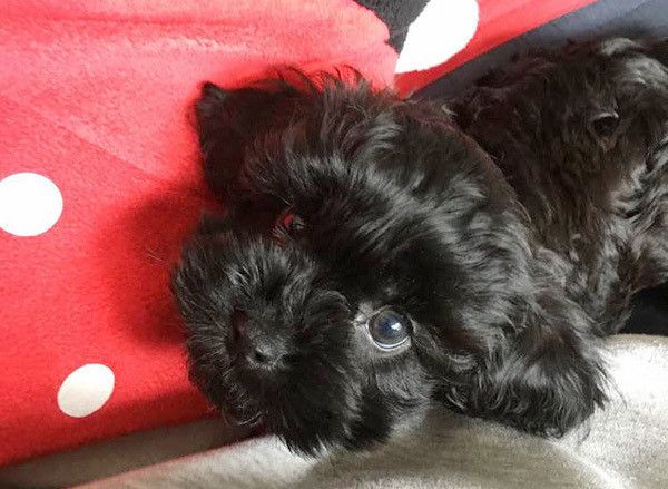 見つめるトイ・プードル