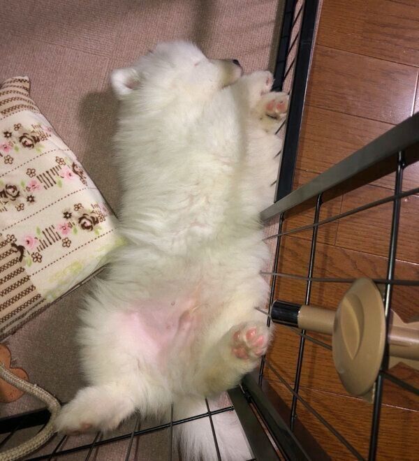 ヘソ天するとうふくん