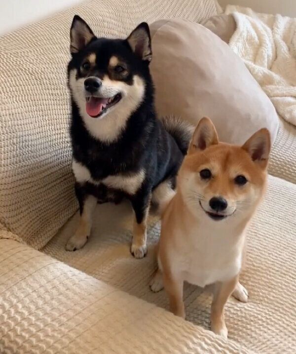 可愛らしい笑顔を見せるぽんずちゃん、みりんちゃん