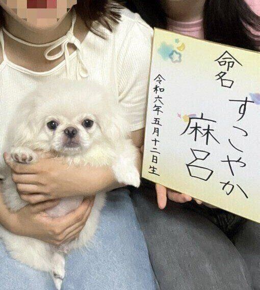 生後4カ月のペキニーズ