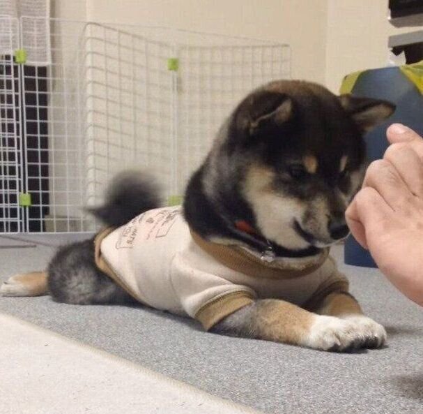 生後4カ月のころに撮影した吾子ちゃん