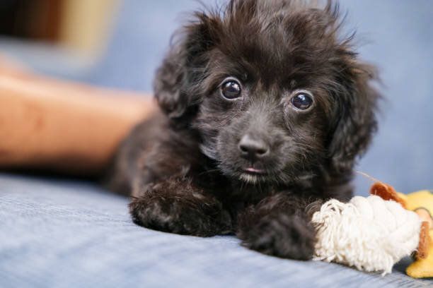 横になりながらカメラを見つめる子犬