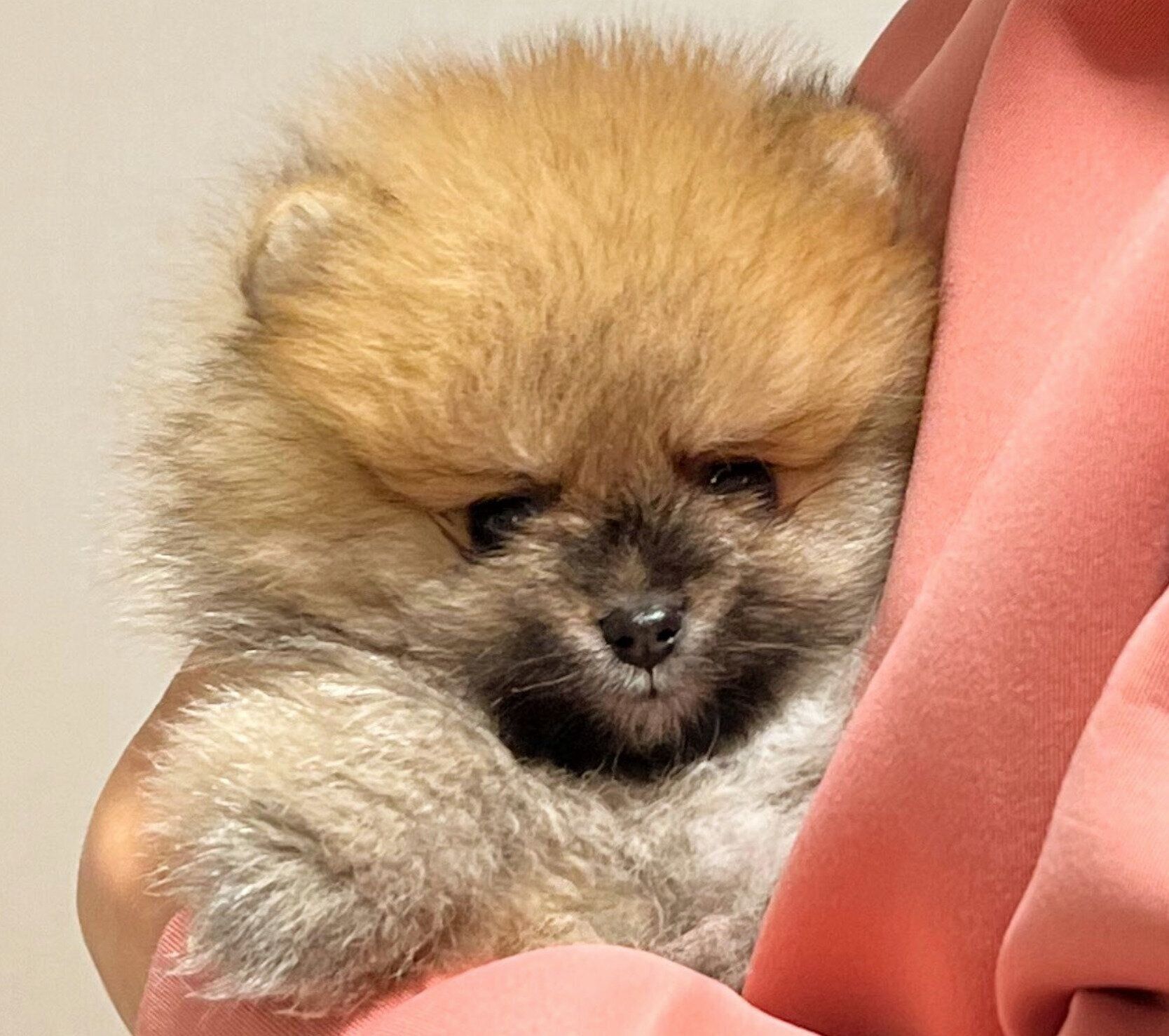 生後2カ月のころの秋田くん
