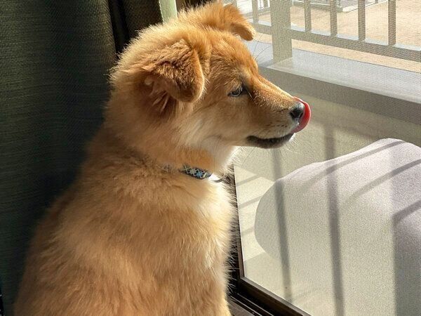 外を見るエスちゃん