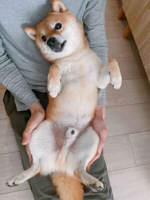 お腹なでてとアピールするちくわくん