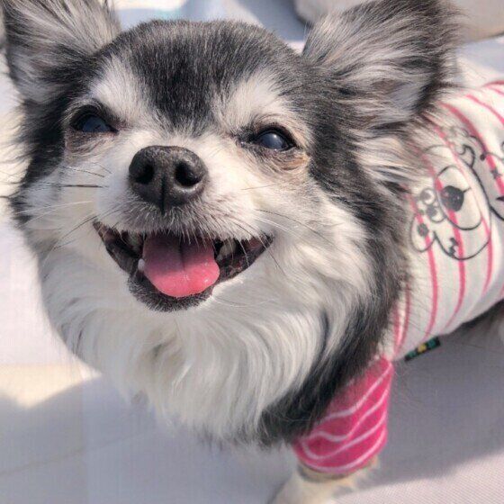 チワワのちぃちゃん
