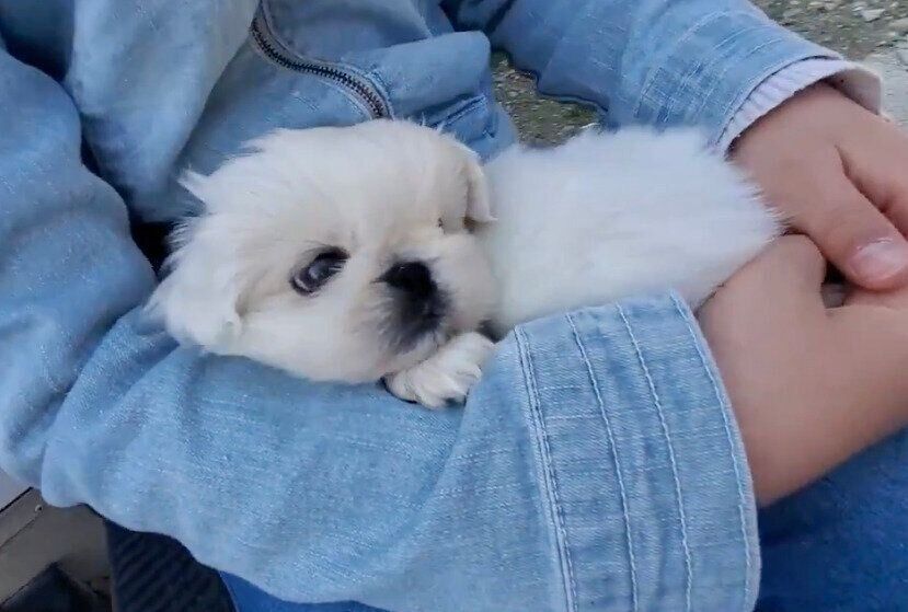 ブリーダーさんのところへ見学に行ったときのぱんちゃん。