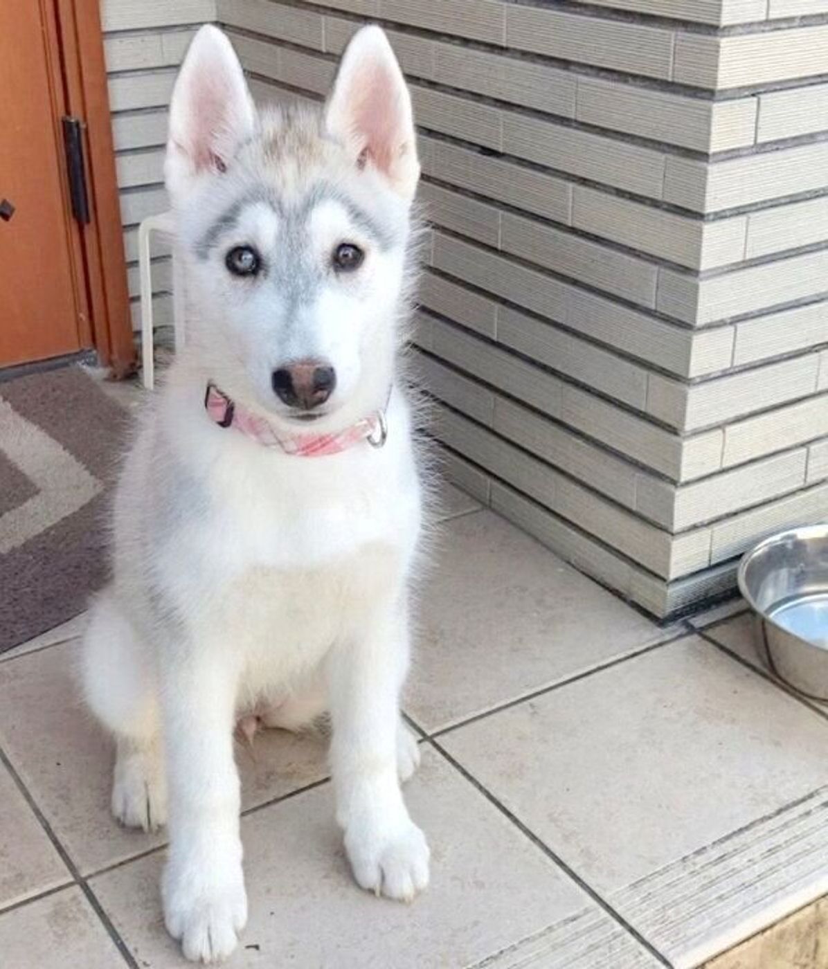 マクドやマクド と子どもに言われてキョトン 生後3カ月半の子犬のチャームポイントが可愛い いぬのきもちweb Magazine マクドやマクド と子どもに言われてキョトン 生後3カ月半の子犬のチャームポイントが可愛い いぬのきもちweb Magazine