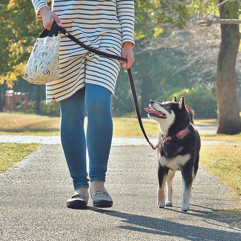 まずは1頭で上手に散歩できるように