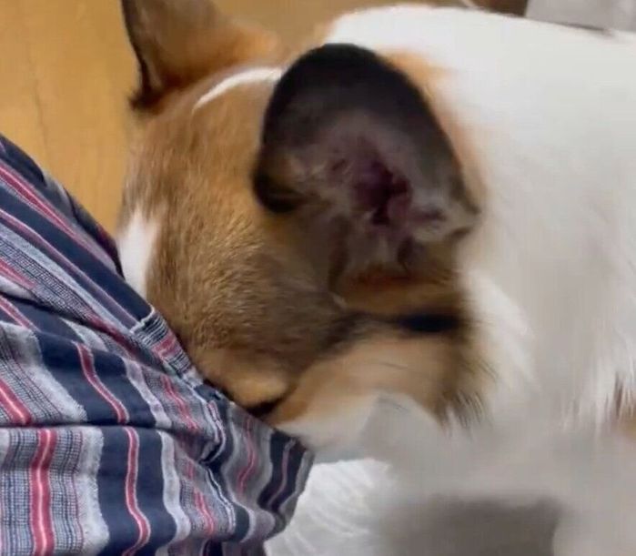 ポケットの中に鼻を突っ込むこたろうくん