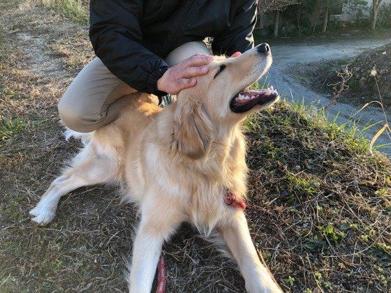 なでなでされるゴールデン・レトリーバーのりょうちゃん