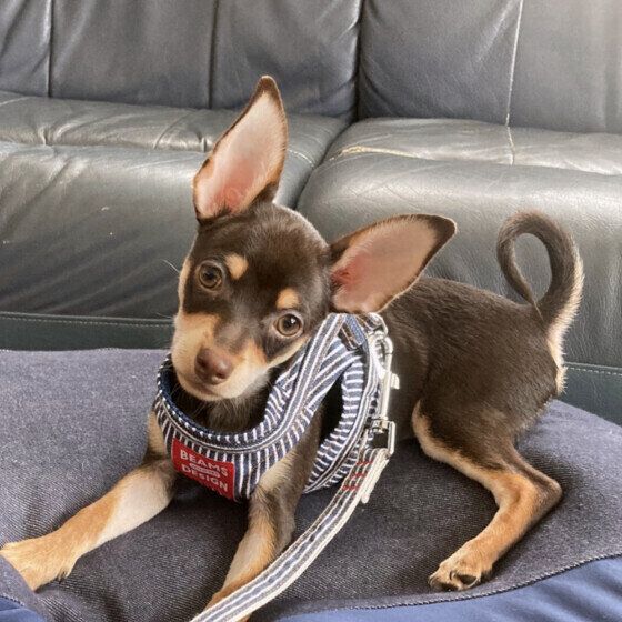 『冬から春に気をつけたい犬の健康管理』 季節の変わり目に多い犬の病気と症状は？ いぬのきもち