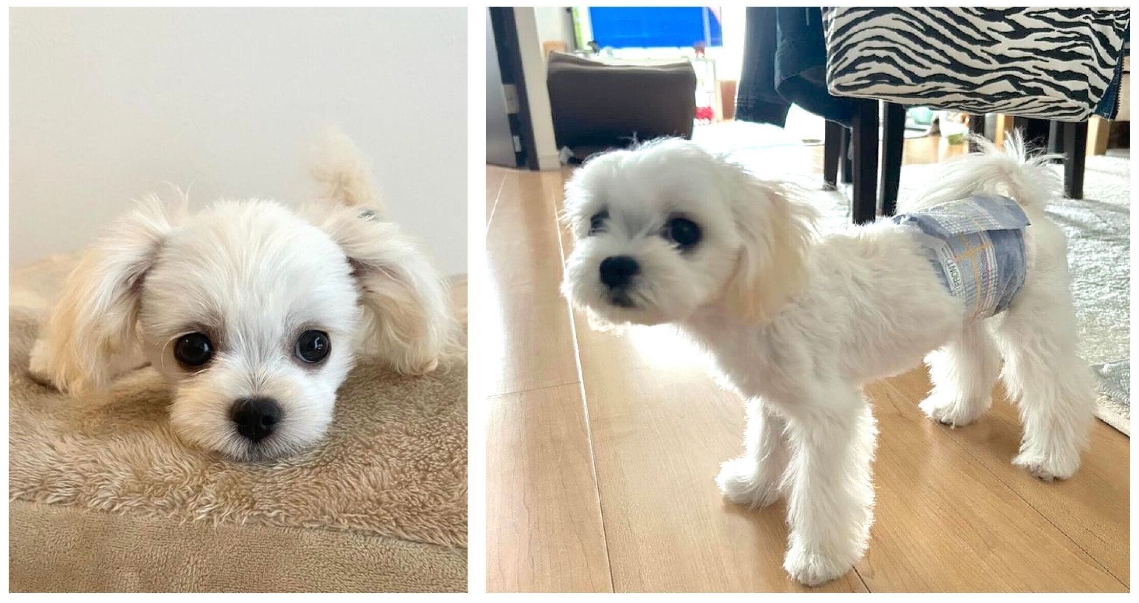 おうちでマナーウェアをつけている子犬　　チワワ×マルチーズのミックス犬