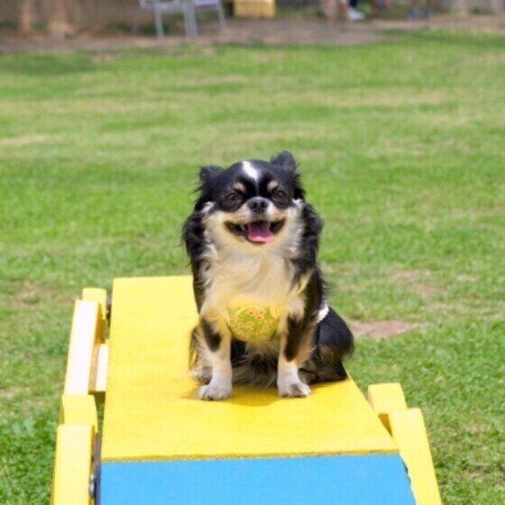 ドッグランで遊ぶチワワ