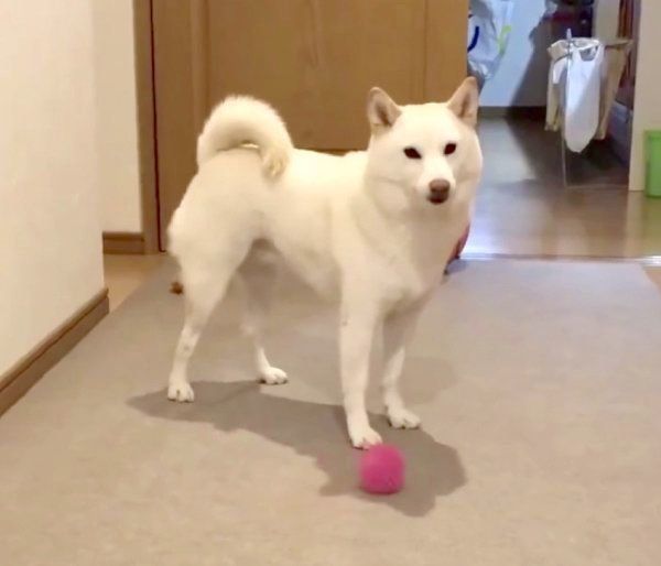 遊んでくれないチョビちゃん