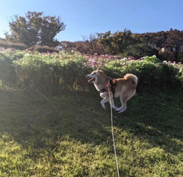 走るタロウくん