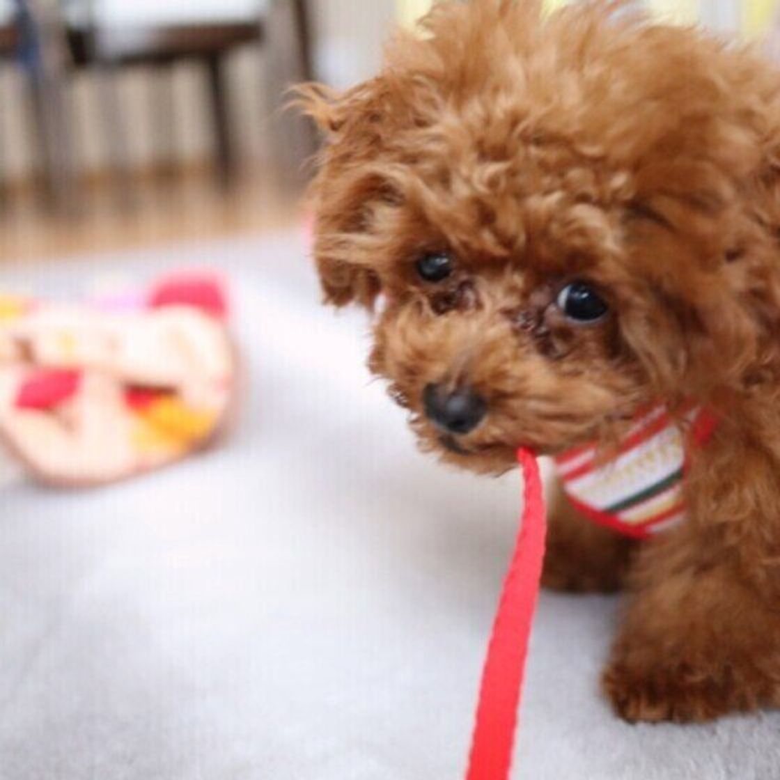 犬の散歩中の気持ちは ほかの犬を吠える リードを引っ張る 本音を解説 いぬのきもちweb Magazine 犬の散歩中の気持ちは ほかの犬を吠える リードを引っ張る 本音を解説 いぬのきもちweb Magazine