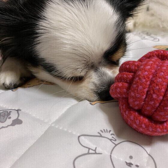 ひんやりマットの上で眠る凛ちゃん