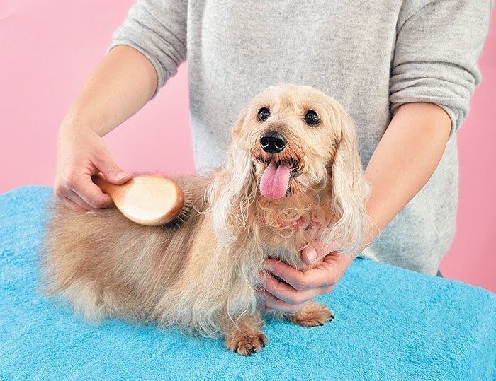 ブラッシングされる犬