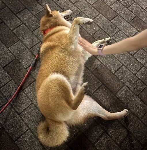 通りすがりの人になでてもらう岳くん