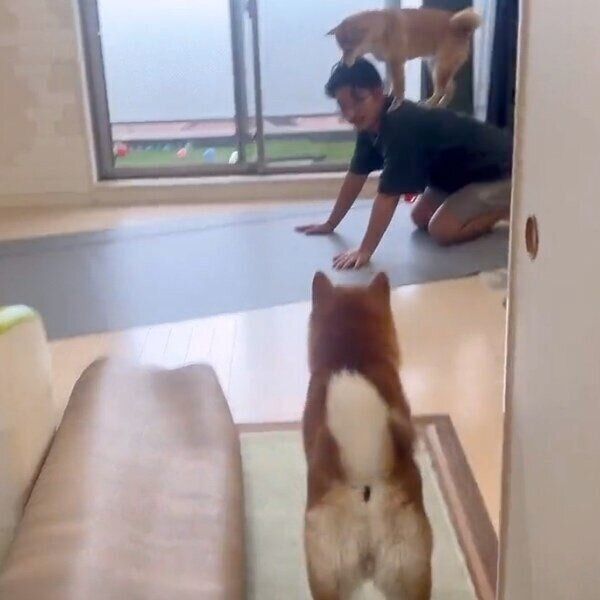 パパさんの背中に乗るわらびちゃん