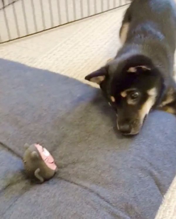 オモチャで遊ぶ豆柴