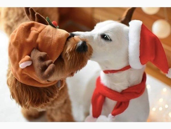 コスプレするジャック・ラッセル・テリアとコッカプー