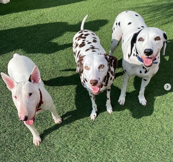 ドッグランを楽しむあずきちゃん、こゆきちゃん、すずこちゃん