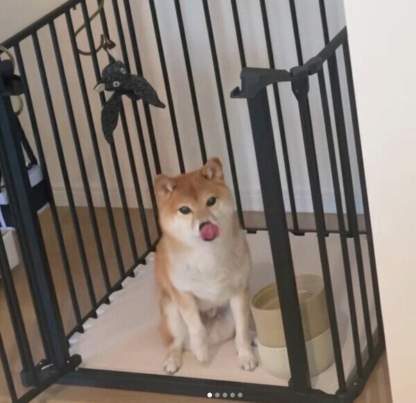 おねだりするレノくん