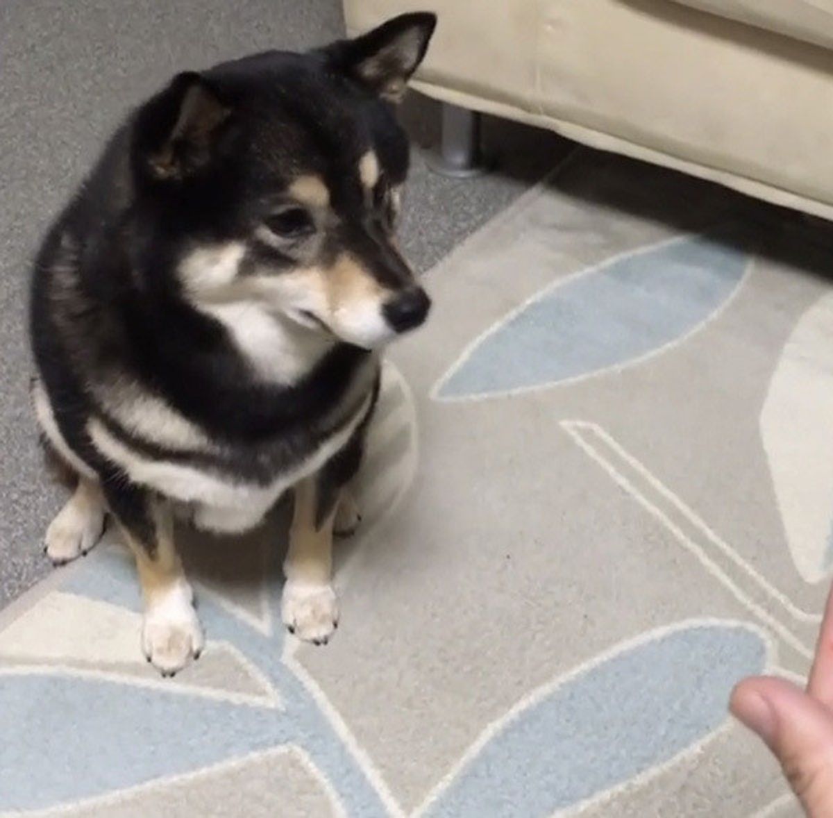 犬動画 おやつが消えるマジックに動揺するワンコが とっさにとった行動 いぬのきもちweb Magazine 犬動画 おやつが消えるマジックに動揺するワンコが とっさにとった行動 いぬのきもちweb Magazine