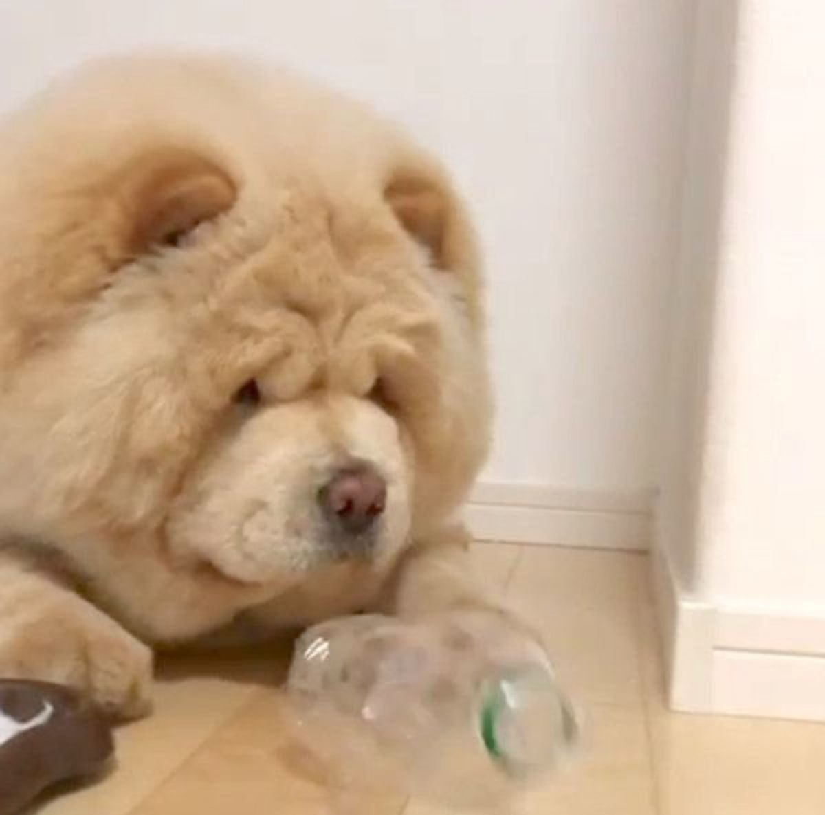 ボトルキャップチャレンジ に挑む犬 まさかの方法で見事成功 いぬのきもちweb Magazine ボトルキャップチャレンジ に挑む犬 まさかの方法で見事成功 いぬのきもちweb Magazine