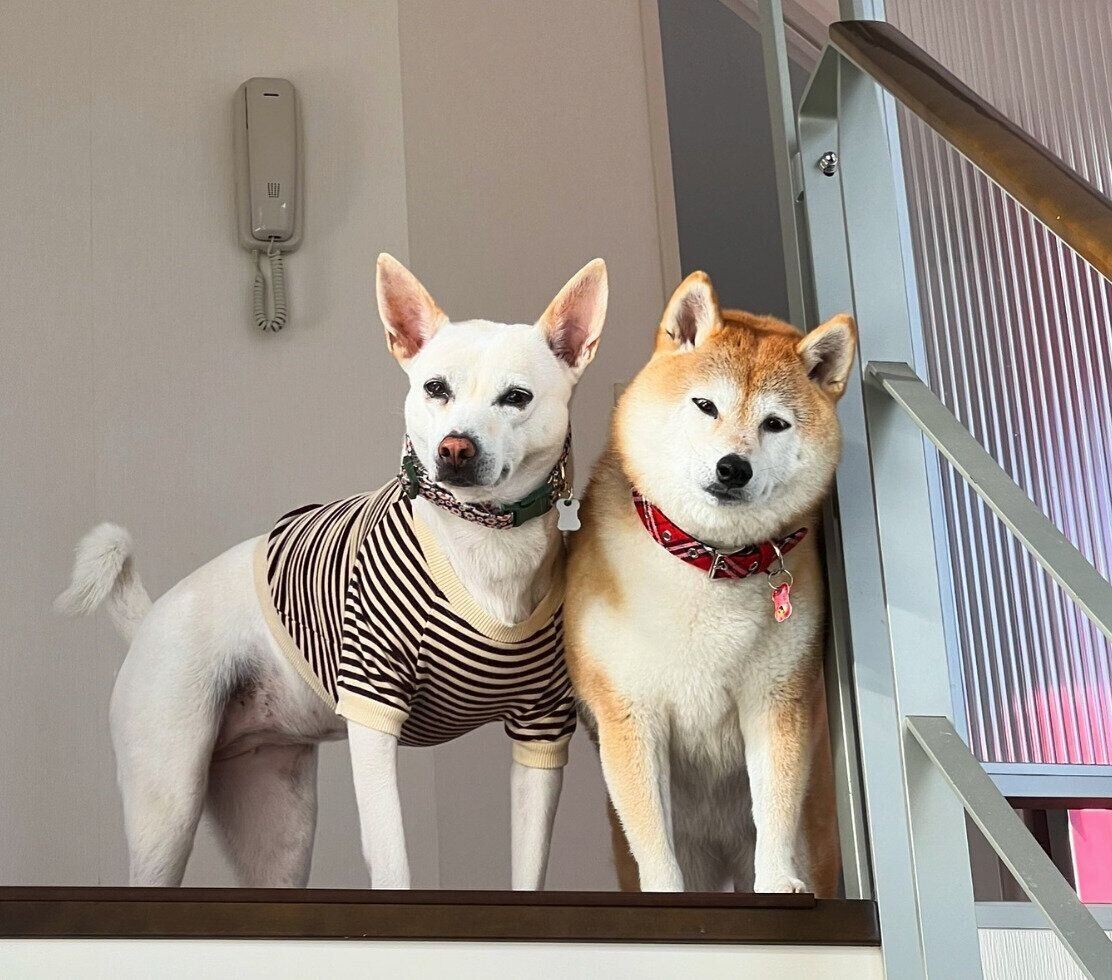 くっつくすずちゃん、ハルちゃん