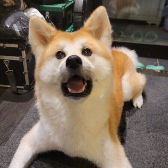見つめる秋田犬