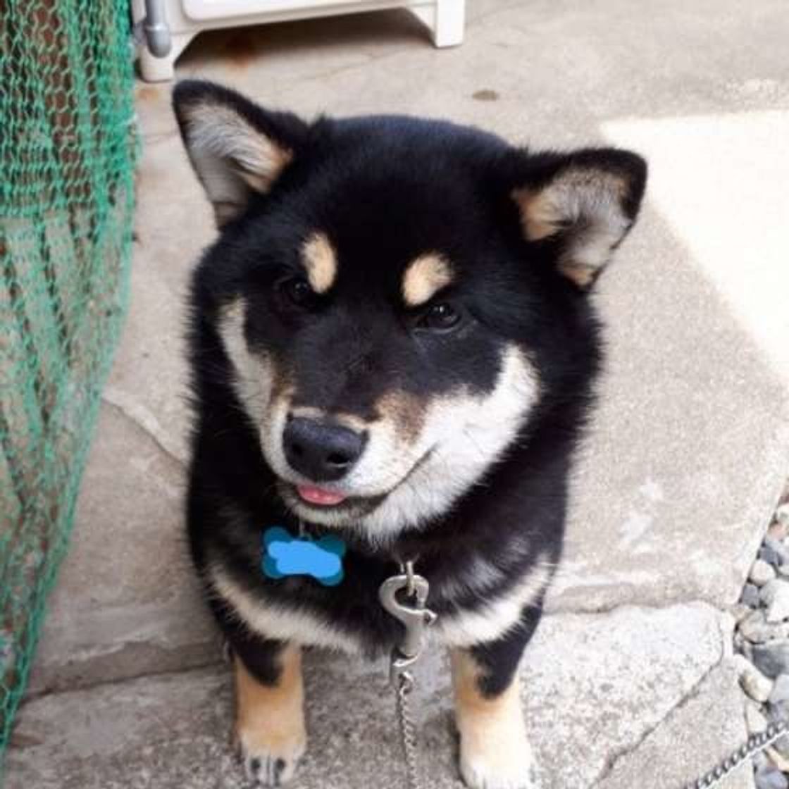 獣医師監修 犬にさつまいもはok アレルギーの有無や注意点とは いぬのきもちweb Magazine 獣医師監修 犬にさつまいもはok アレルギーの有無や注意点とは いぬのきもちweb Magazine